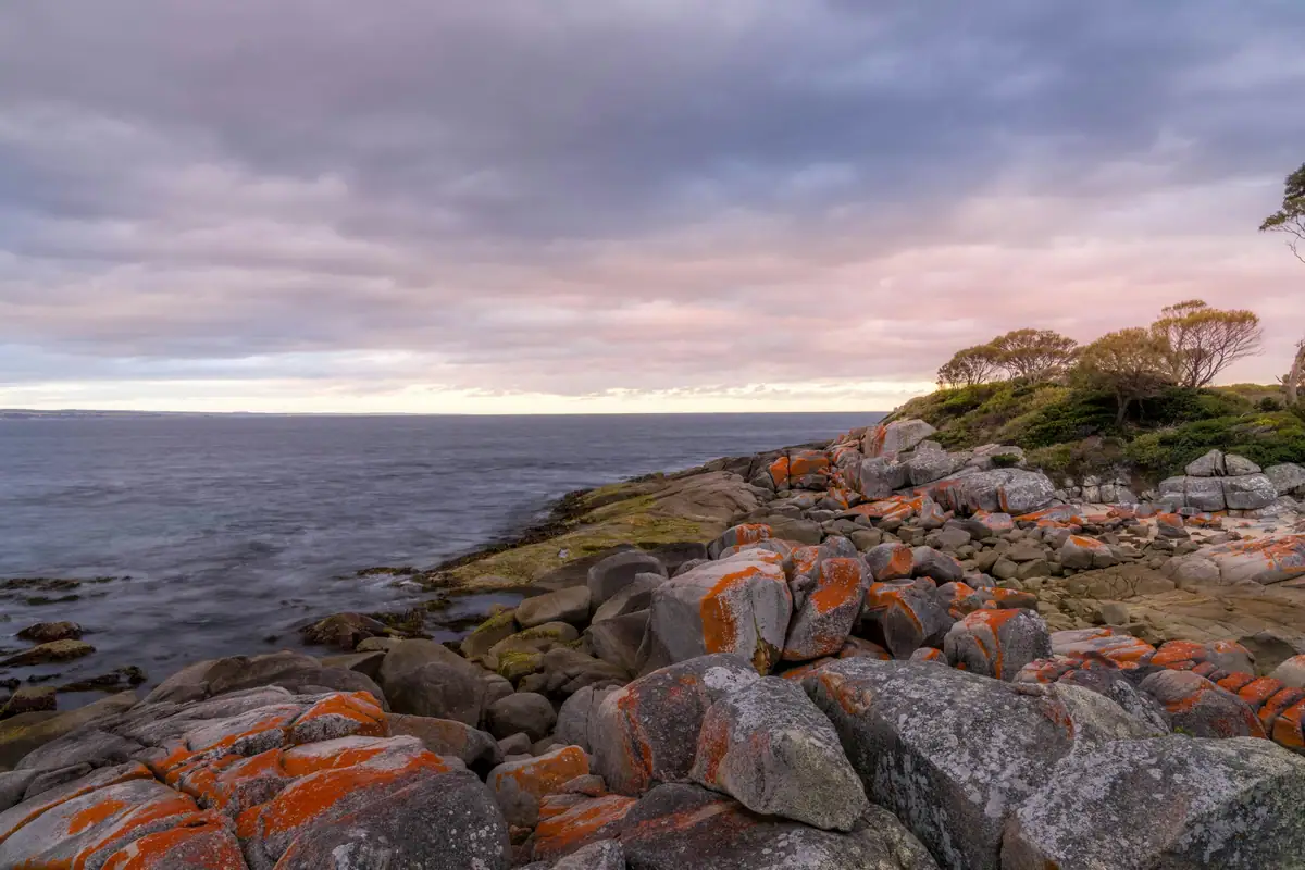 Granite boulders splashed with orange lichen along the Bay of Fires shoreline under a soft pink and grey sky