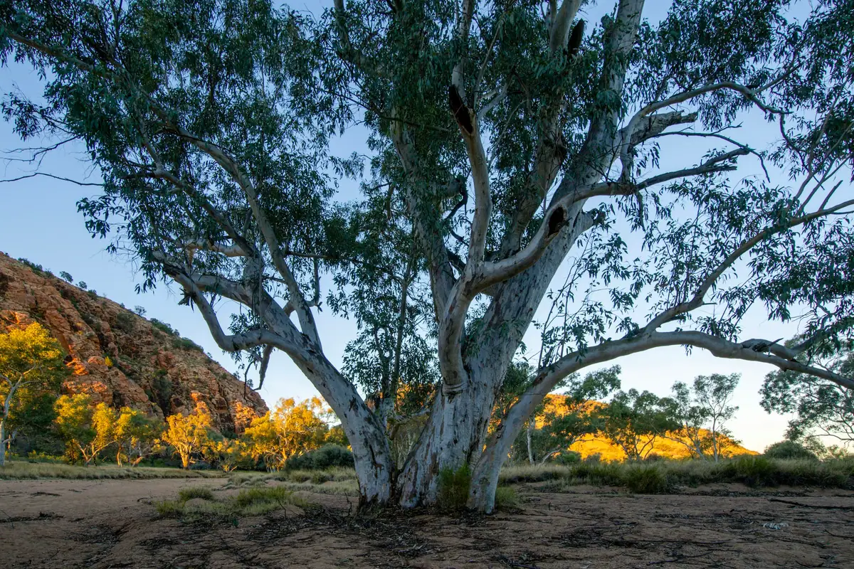 A broad white-trunked gum tree spreads its branches over red earth at Emily Gap, with a sunlit red rock ridge and golden-lit trees behind