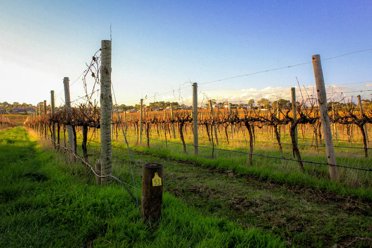 Rows of bare winter grapevines on timber posts in a McLaren Vale vineyard at golden hour