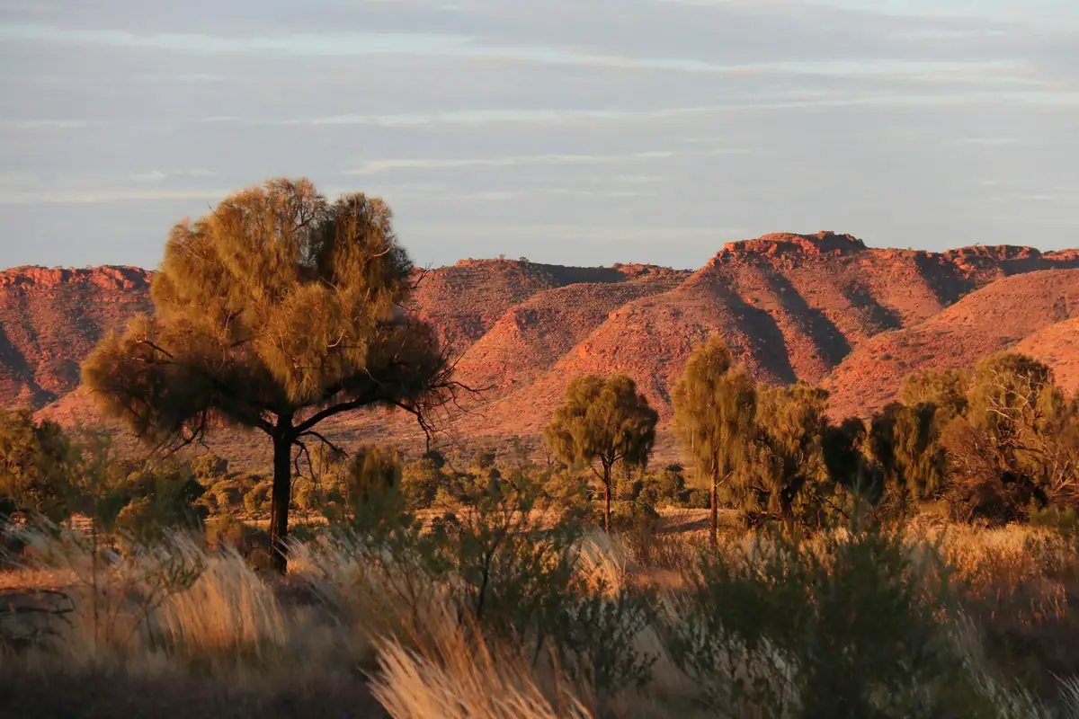 Late-afternoon light turns a line of red sandstone ranges deep orange behind a lone dark-leaved desert tree and golden spinifex near Kings Canyon
