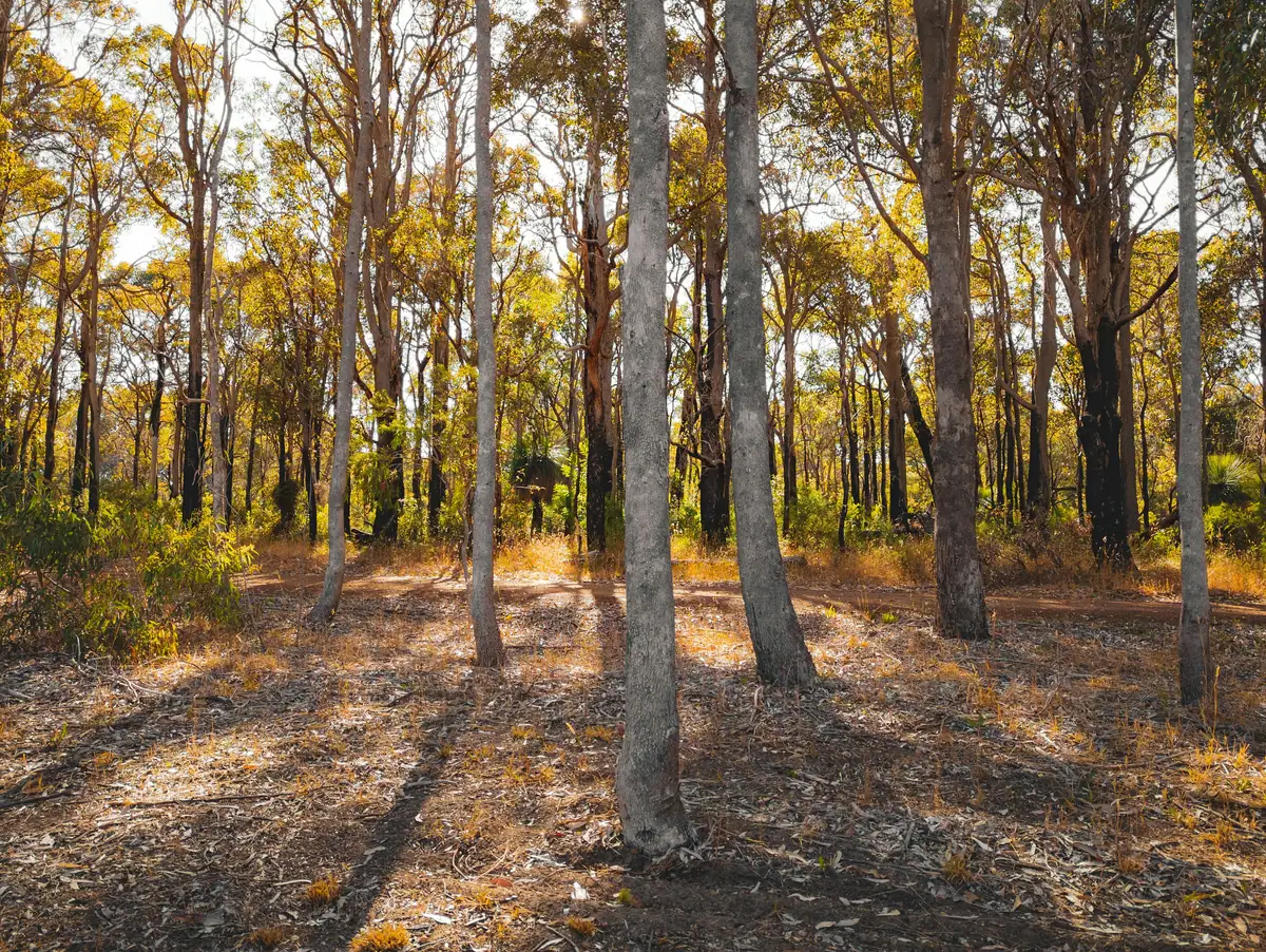 Sunlight filtering through slender eucalypt trunks onto a leaf-littered forest floor near Margaret River